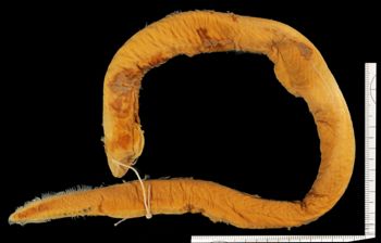 Media type: image;   Ichthyology 89530